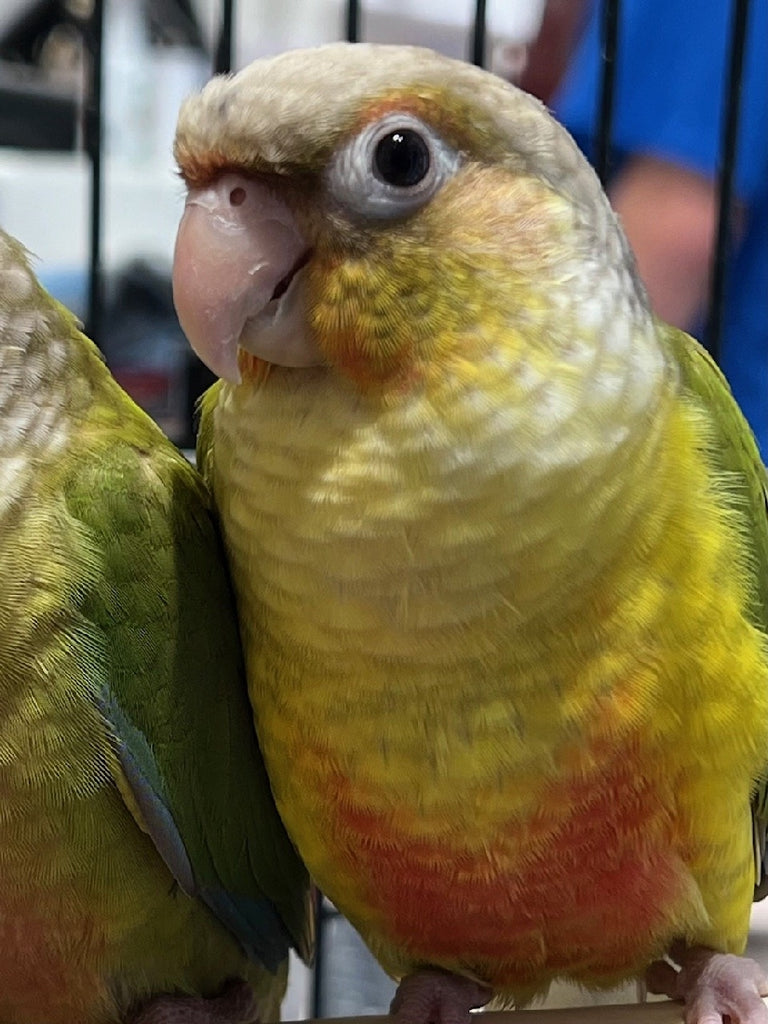 HAND RAISED BABY GREEN CHEEK CONURE - PINEAPPLE