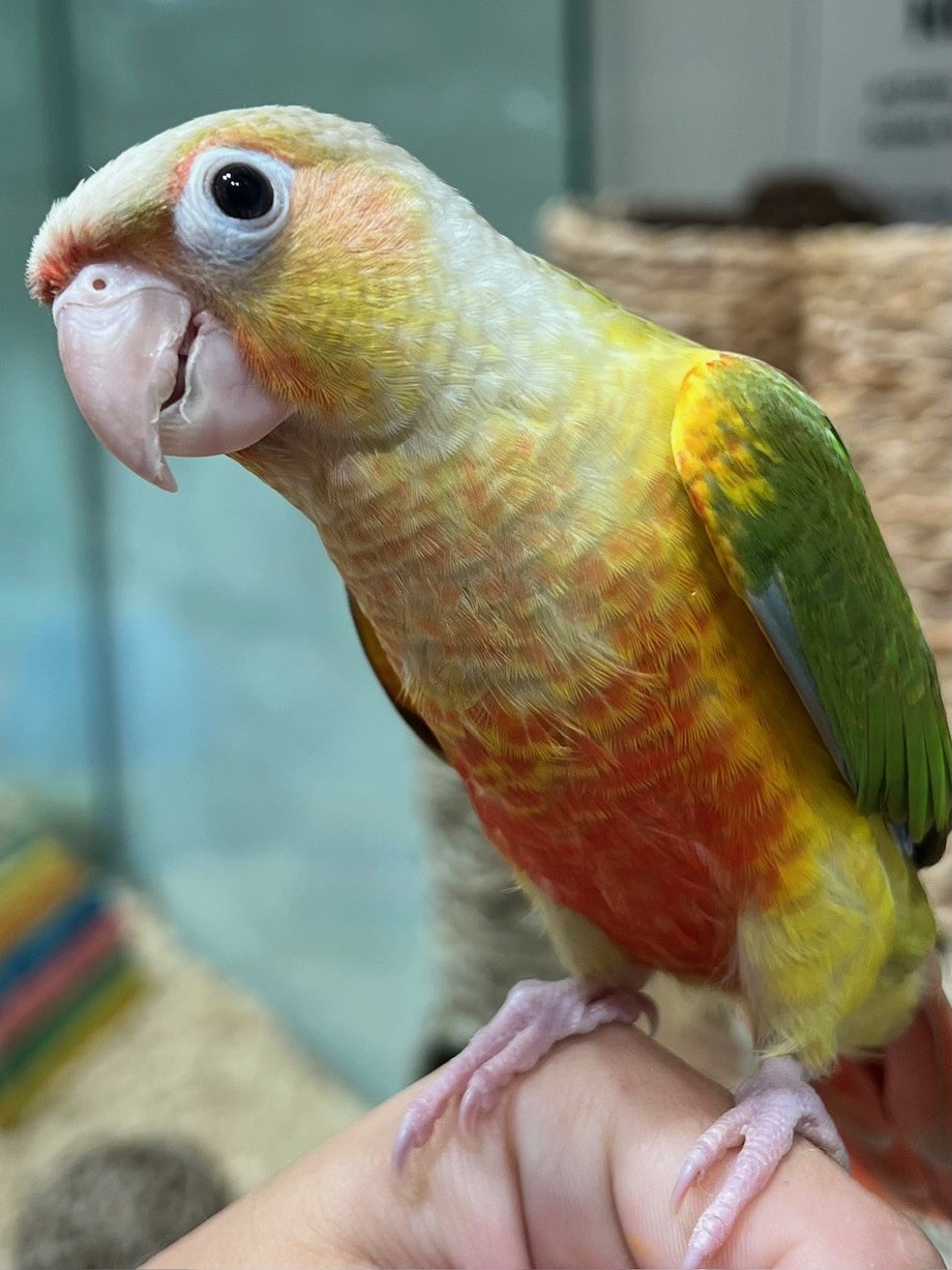 HAND RAISED BABY GREEN CHEEK CONURE PINEAPPLE – Pittwater Pets