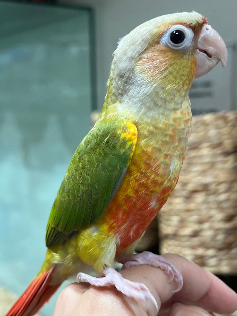 HAND RAISED BABY GREEN CHEEK CONURE PINEAPPLE – Pittwater Pets - Main Image