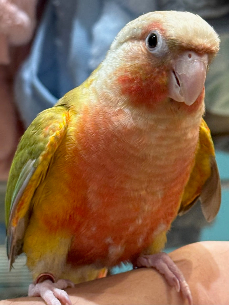 HAND RAISED BABY GREEN CHEEK CONURE PINEAPPLE – Pittwater Pets