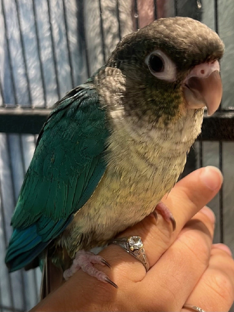 HAND RAISED BABY GREEN CHEEK CONURES - BLUE TURQUOISE