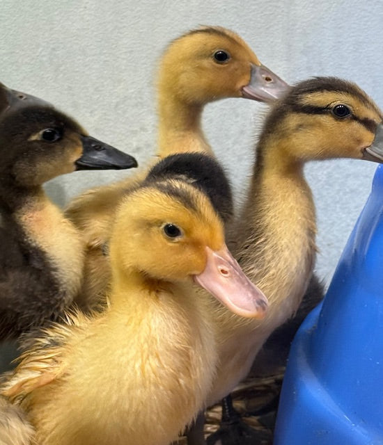 RESCUE FARMYARD DUCKLINGS