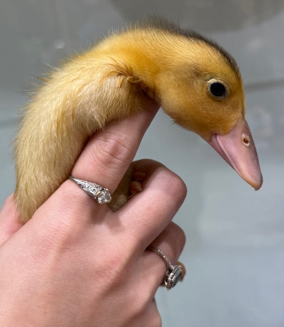 RESCUE FARMYARD DUCKLINGS