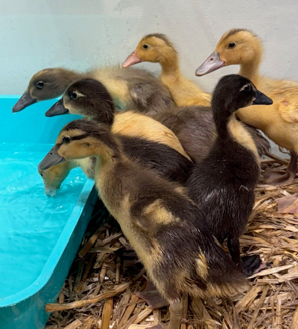 RESCUE FARMYARD DUCKLINGS