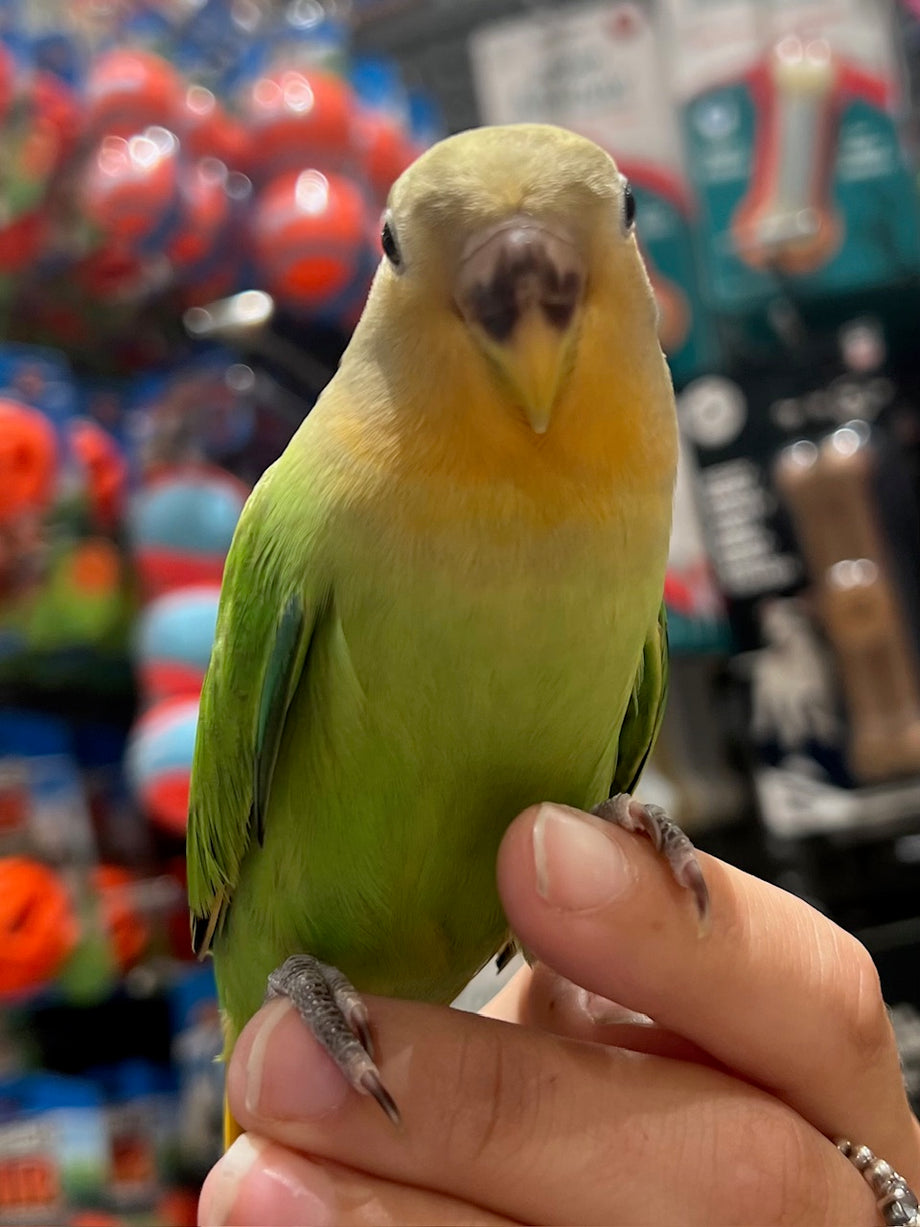 Parrot Bird Baby Lovebirds For Sale Buy Healthy All Color Love