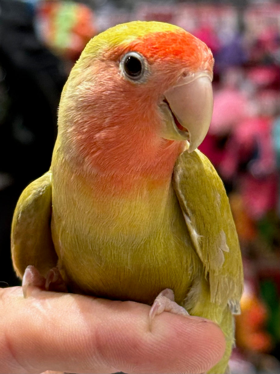 Lovebird Baby Full Crop Stock Photo 1473889244 | Shutterstock, image size:920x1227