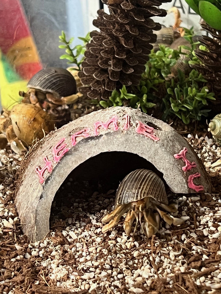 HERMIT CRABS MED