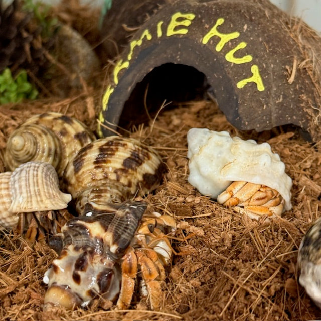 HERMIT CRABS MED