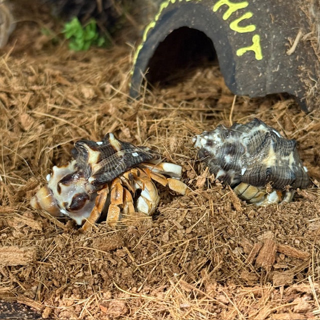 HERMIT CRABS MED