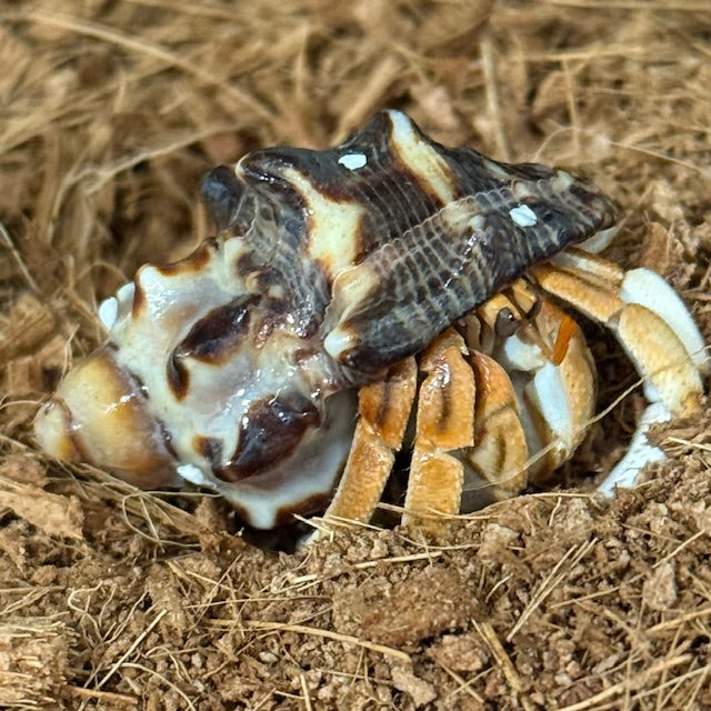 HERMIT CRABS MED