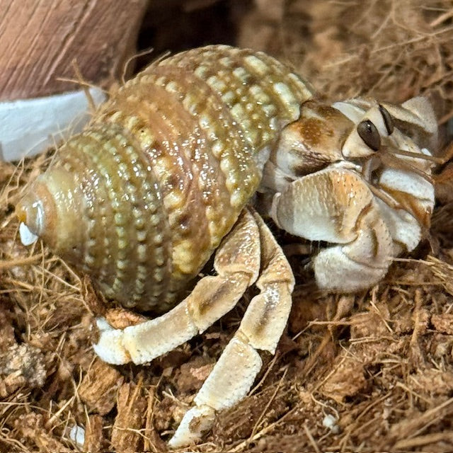 HERMIT CRABS MED