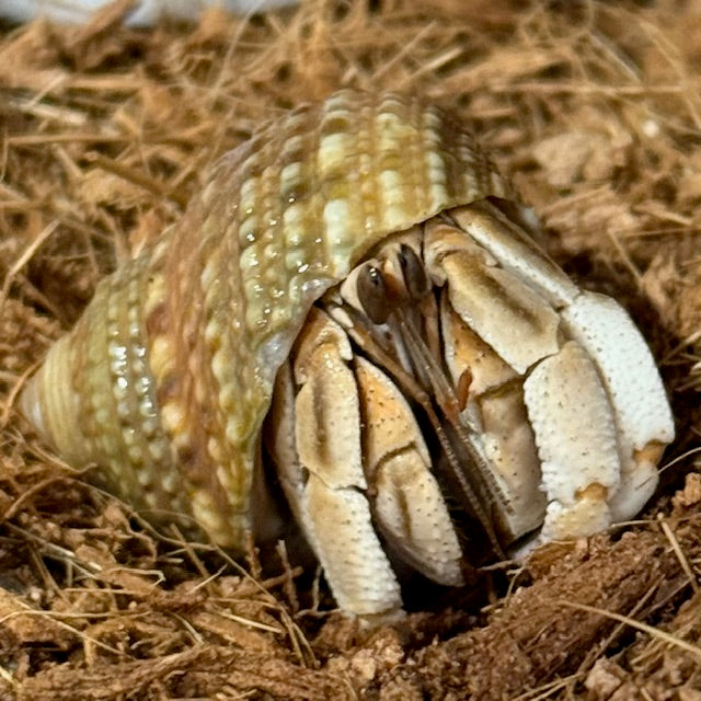 HERMIT CRABS MED