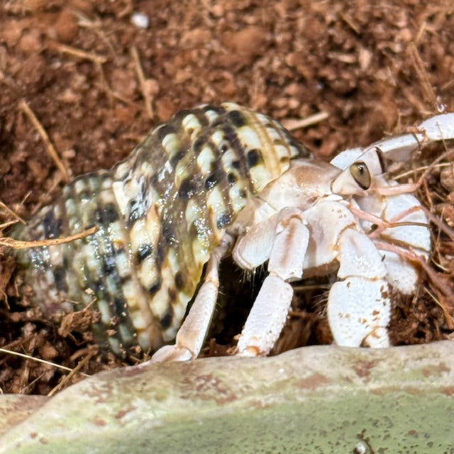 HERMIT CRABS MED