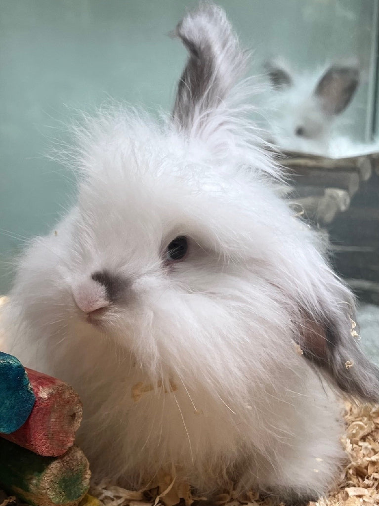 ANGORA BABY RABBITS MALE