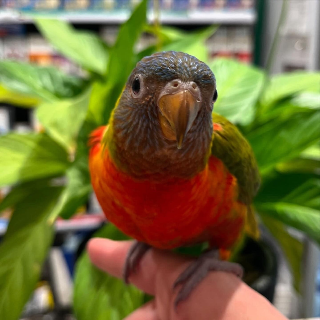 HAND RAISED DILUTE RAINBOW LORIKEET 