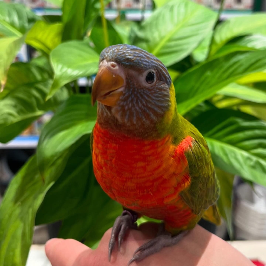 HAND RAISED DILUTE RAINBOW LORIKEET 