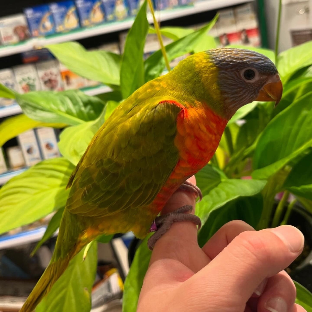 HAND RAISED DILUTE RAINBOW LORIKEET 