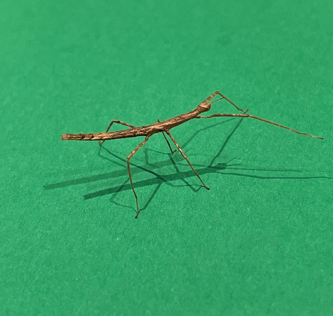 CROWNED STICK INSECT – Pittwater Pets