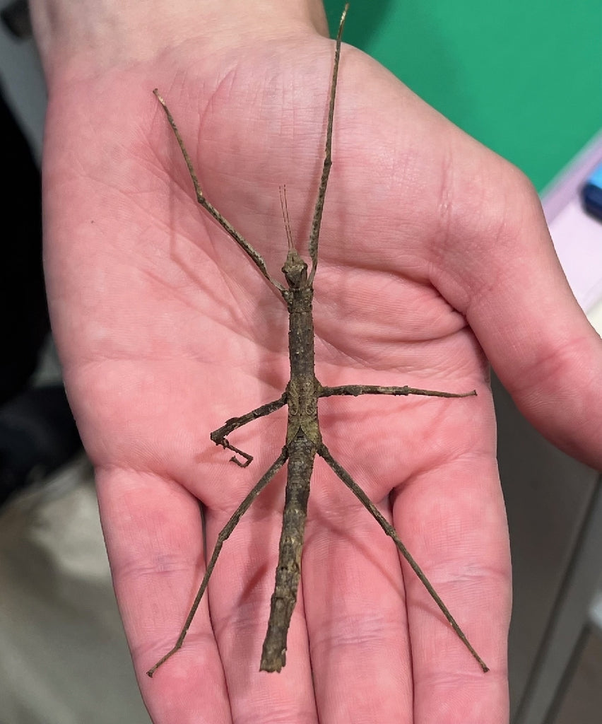 CROWNED STICK INSECT