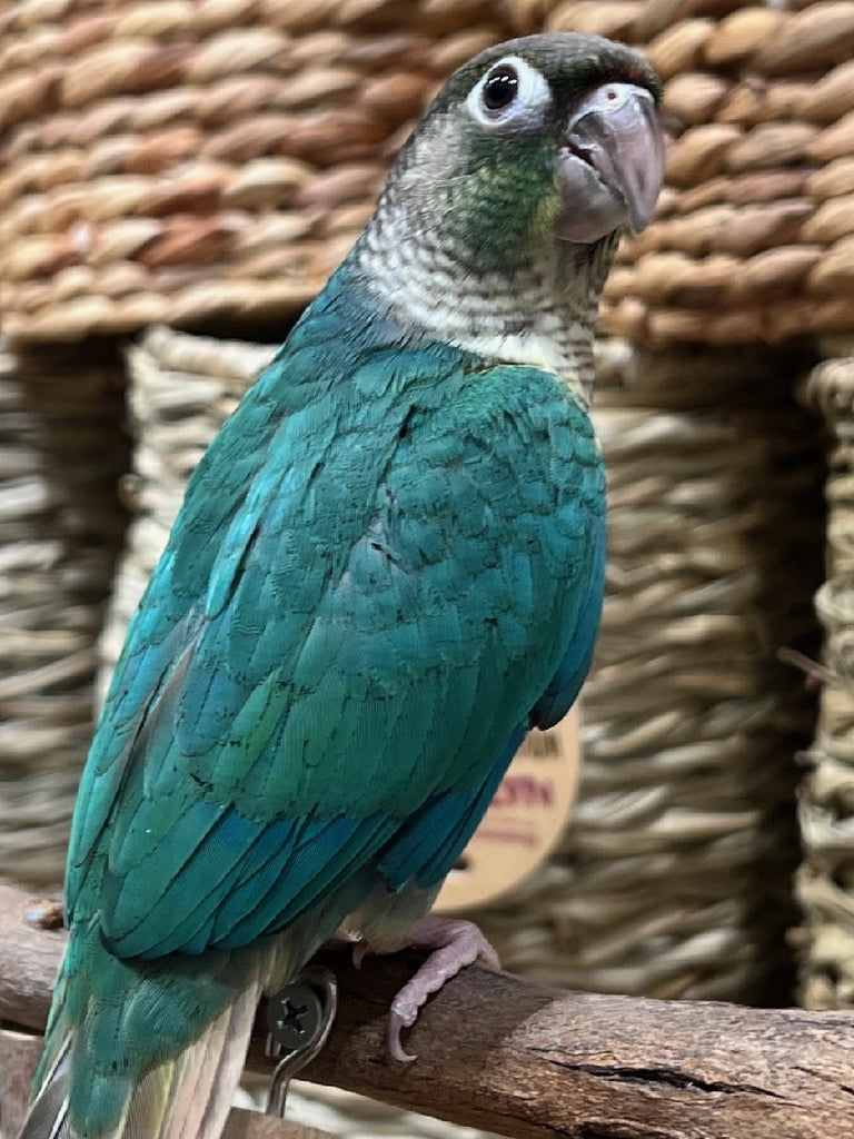 HAND RAISED GREEN CHEEK CONURE -  BLUE YELLOW SIDED