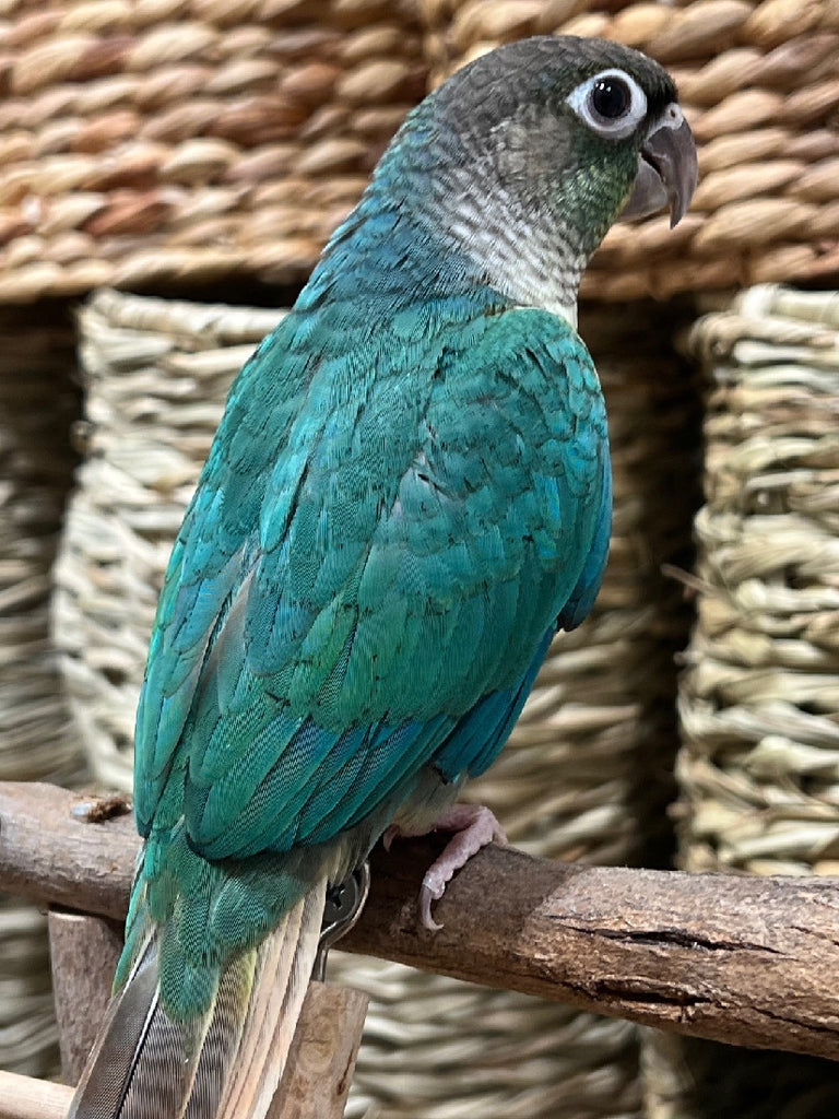 HAND RAISED GREEN CHEEK CONURE -  BLUE YELLOW SIDED