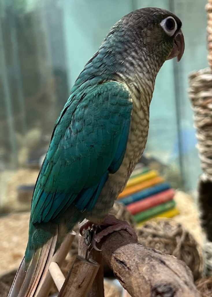 HAND RAISED GREEN CHEEK CONURE -  BLUE YELLOW SIDED