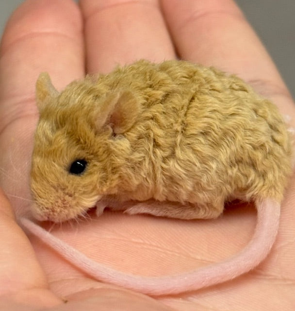 TEXEL MICE - FEMALE