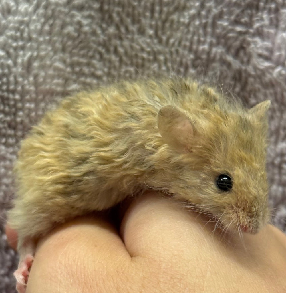 TEXEL MICE - MALE