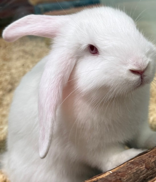 BABY MINI LOP X RABBIT