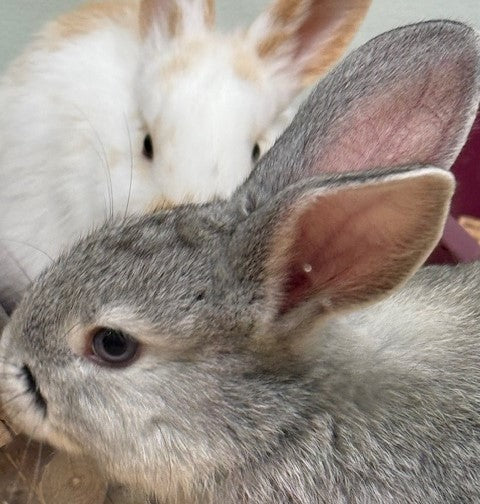 BABY MINI LOP X RABBIT