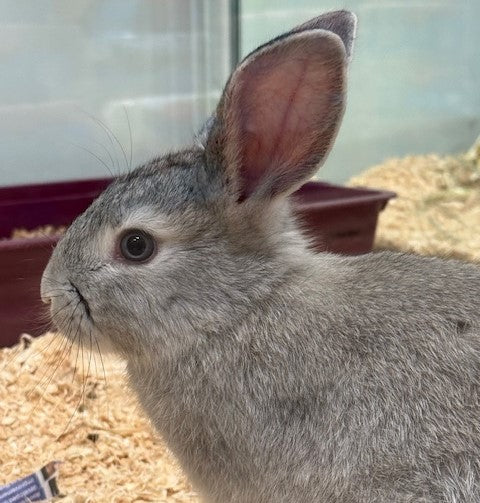BABY MINI LOP X RABBIT