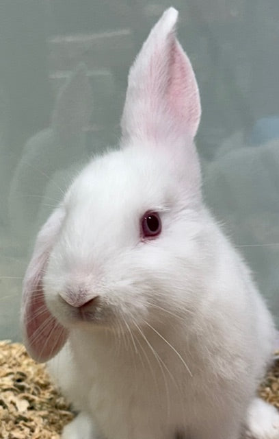 BABY MINI LOP X RABBIT