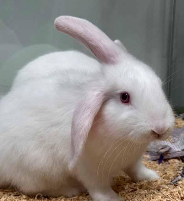 BABY MINI LOP X RABBIT
