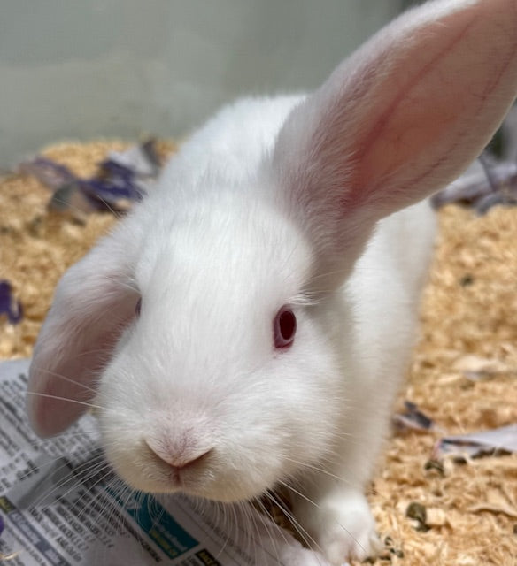 BABY MINI LOP X RABBIT