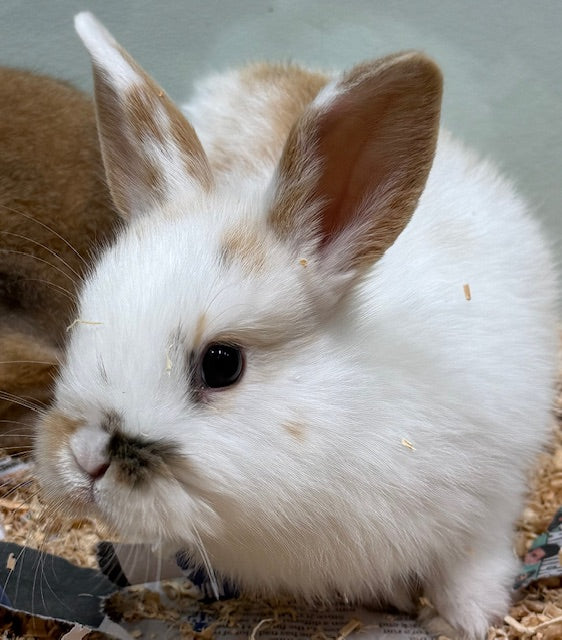 BABY NETHERLAND DWARF X MINI LOP RABBIT