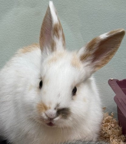 BABY NETHERLAND DWARF X MINI LOP RABBIT
