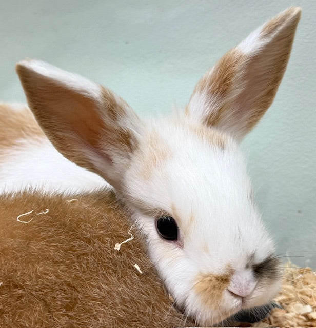 BABY NETHERLAND DWARF X MINI LOP RABBIT