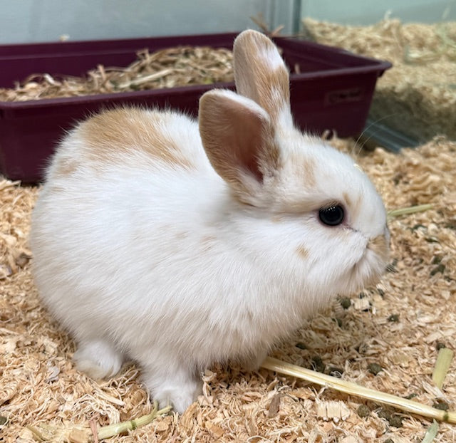BABY NETHERLAND DWARF X MINI LOP RABBIT