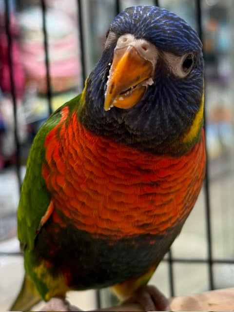 HAND RAISED BABY RAINBOW LORIKEET 