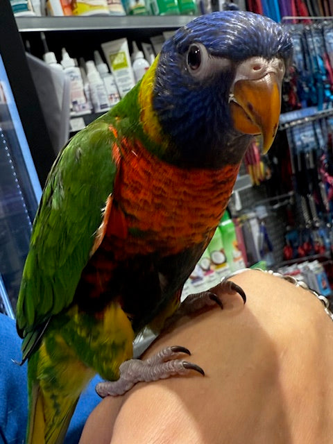 HAND RAISED BABY RAINBOW LORIKEET 