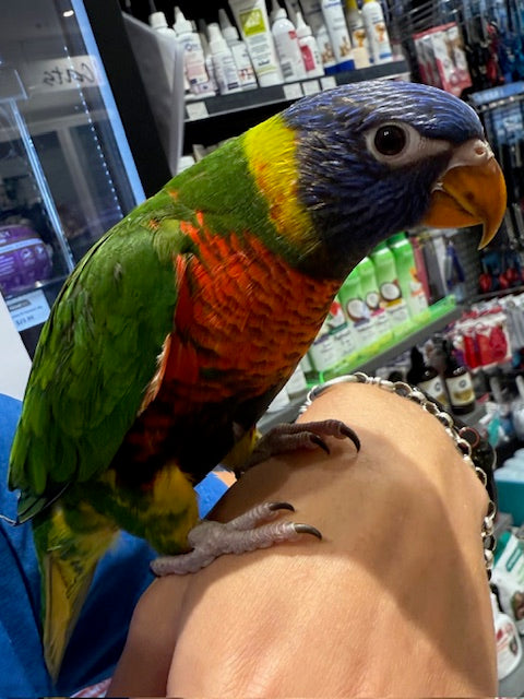 HAND RAISED BABY RAINBOW LORIKEET 