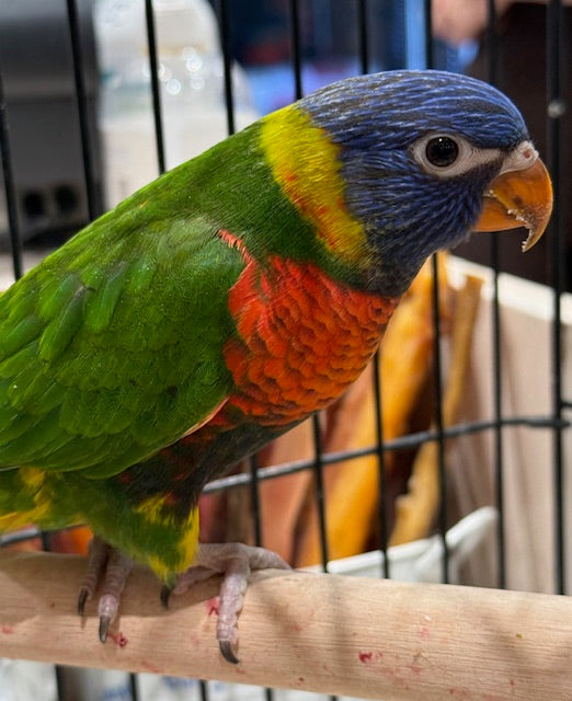 HAND RAISED BABY RAINBOW LORIKEET 