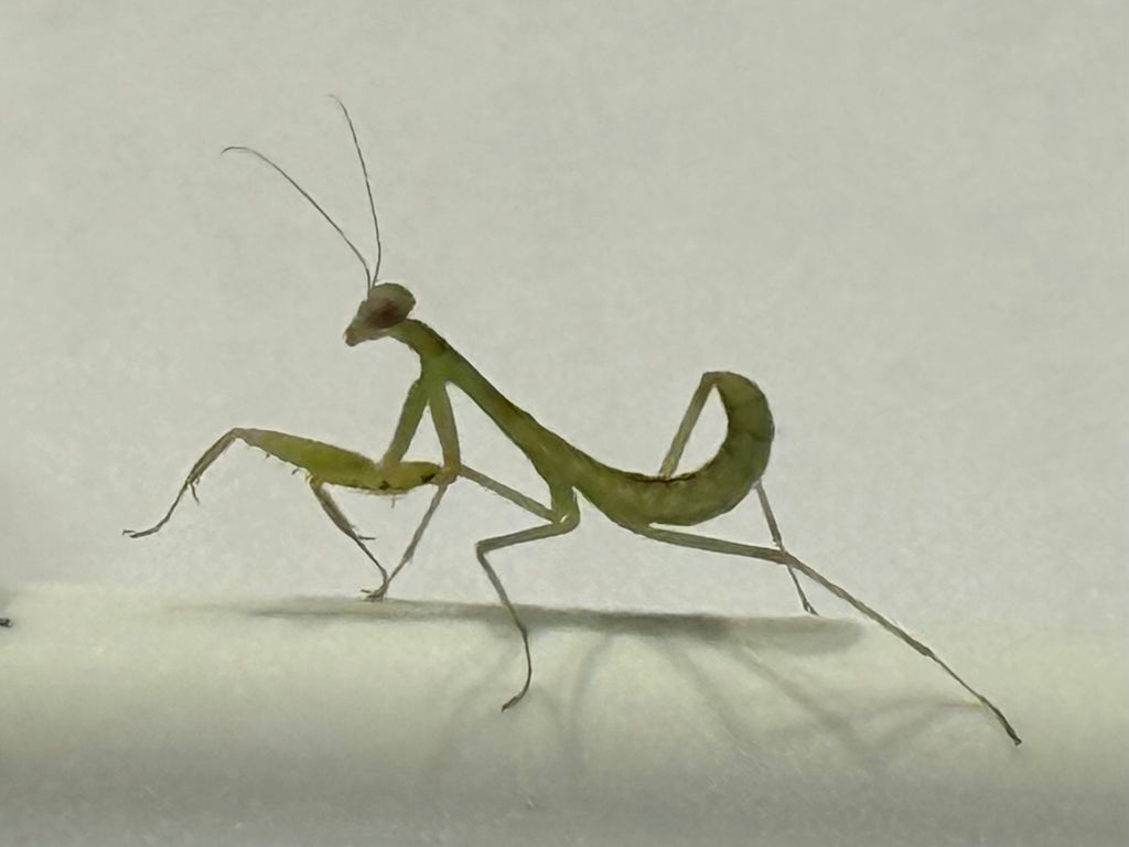 GIANT RAINFOREST PRAYING MANTIS