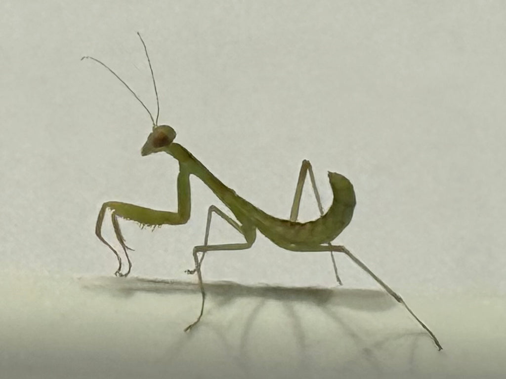 GIANT RAINFOREST PRAYING MANTIS