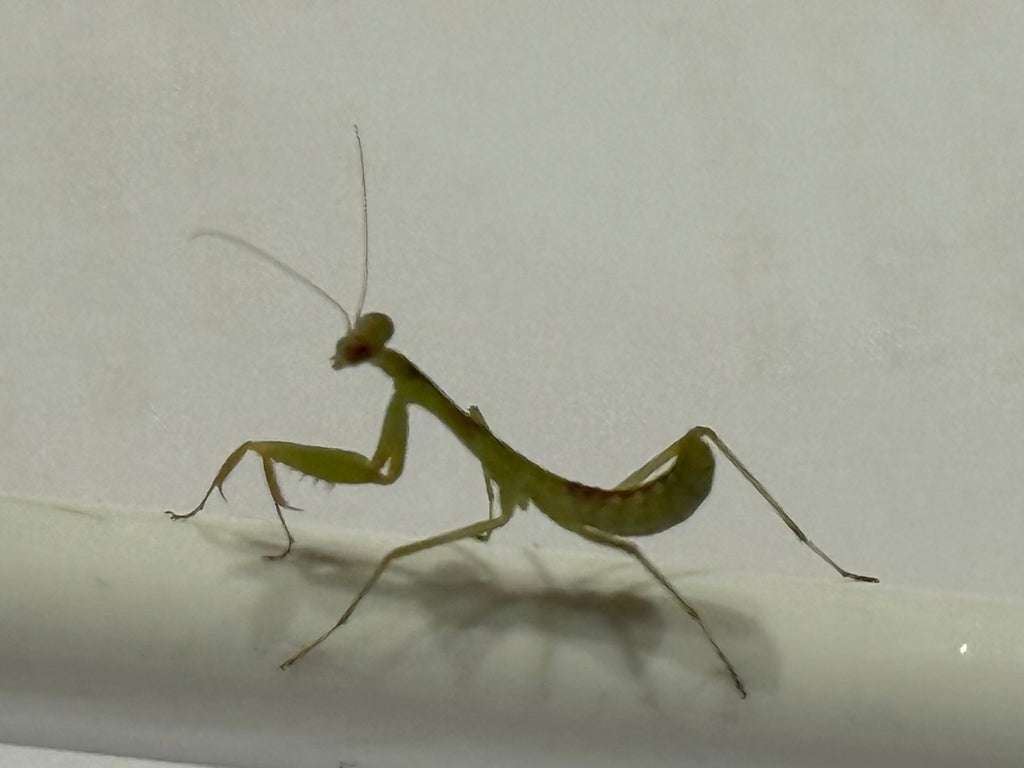 GIANT RAINFOREST PRAYING MANTIS