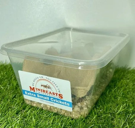 MINIBEASTS CRICKETS EXTRA SMALL TUB