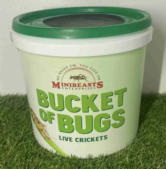 MINIBEASTS BUCKET OF BUGS CRICKETS MEDIUM