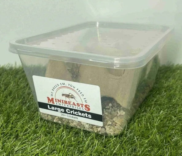 MINIBEASTS CRICKETS LARGE TUB