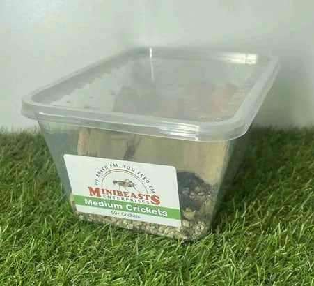 MINIBEASTS CRICKETS MEDIUM TUB