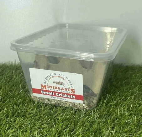 MINIBEASTS CRICKETS SMALL TUB
